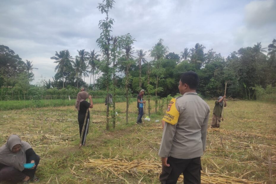 Bhabinkamtibmas Banyumulek Dampingi Petani Jagung, Dukung Ketahanan Pangan