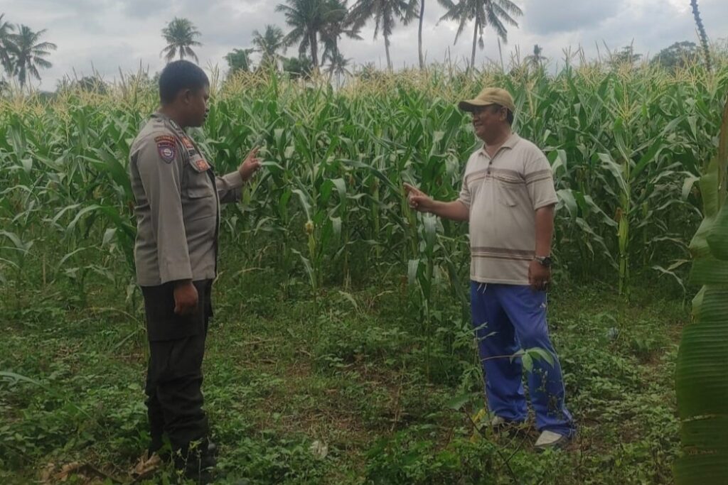 Bhabinkamtibmas Banyumulek Dampingi Petani Jagung Jelang Panen di Kediri, Lombok Barat