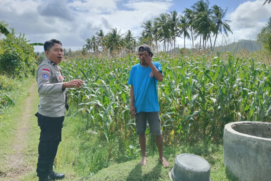 Bhabinkamtibmas Cendi Manik Dukung Petani Jagung untuk Ketahanan Pangan Sekotong