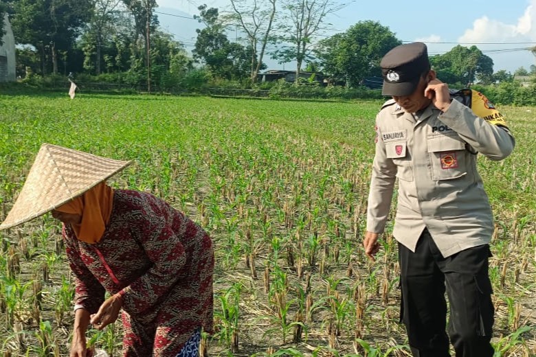 Bhabinkamtibmas Desa Babussalam Dampingi Petani Jagung di Lemukek Daya