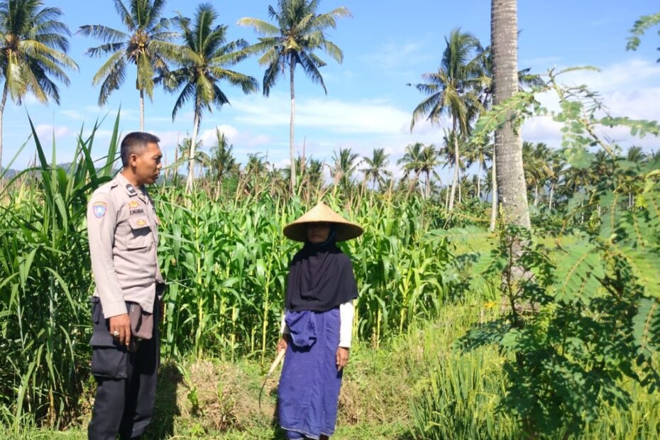 Bhabinkamtibmas Eyat Mayang Dukung Petani Jagung untuk Ketahanan Pangan