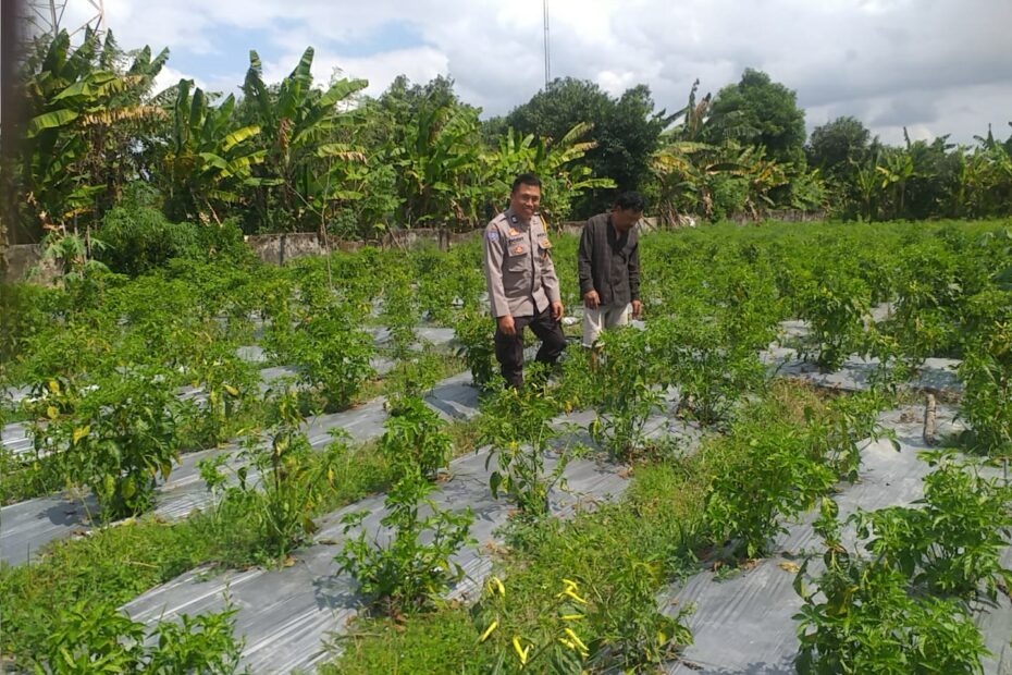 Bhabinkamtibmas Jagaraga Gencarkan Sosialisasi Ketahanan Pangan, Dorong Petani Manfaatkan Lahan Produktif