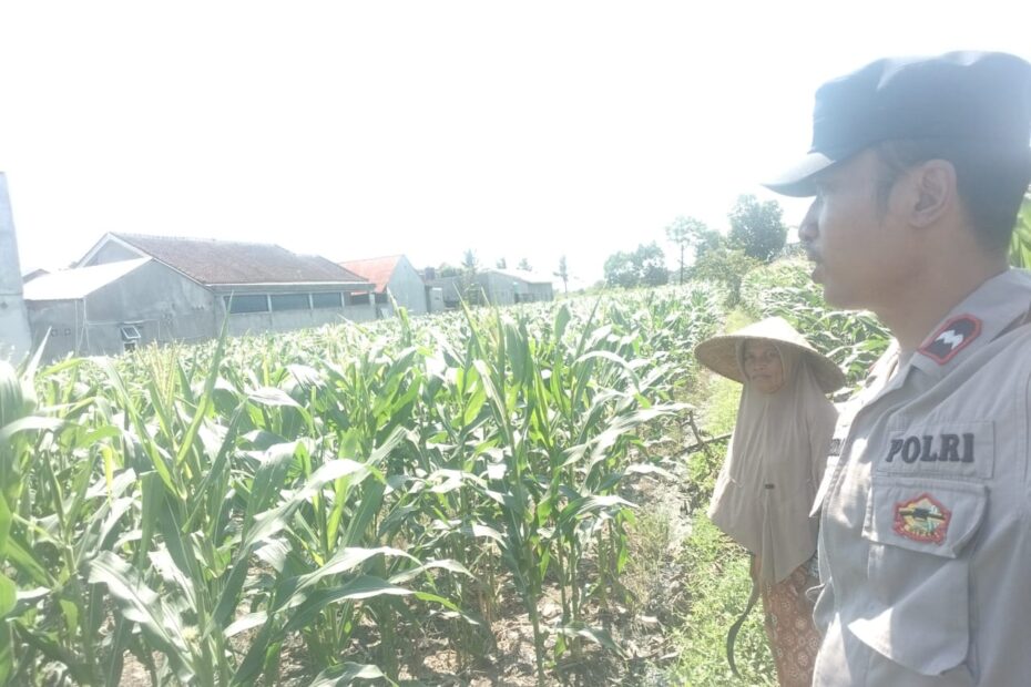 Bhabinkamtibmas Labuapi Ajak Warga Optimalkan Lahan Pekarangan untuk Ketahanan Pangan