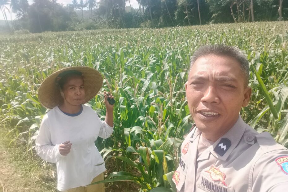 Dukungan Polri di Eyat Mayang, Petani Jagung Tak Sendiri