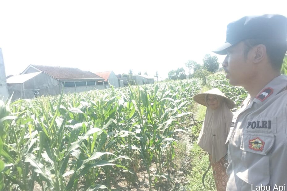 Kolaborasi Polri dan Petani di Labuapi Perkuat Ketahanan Pangan Desa