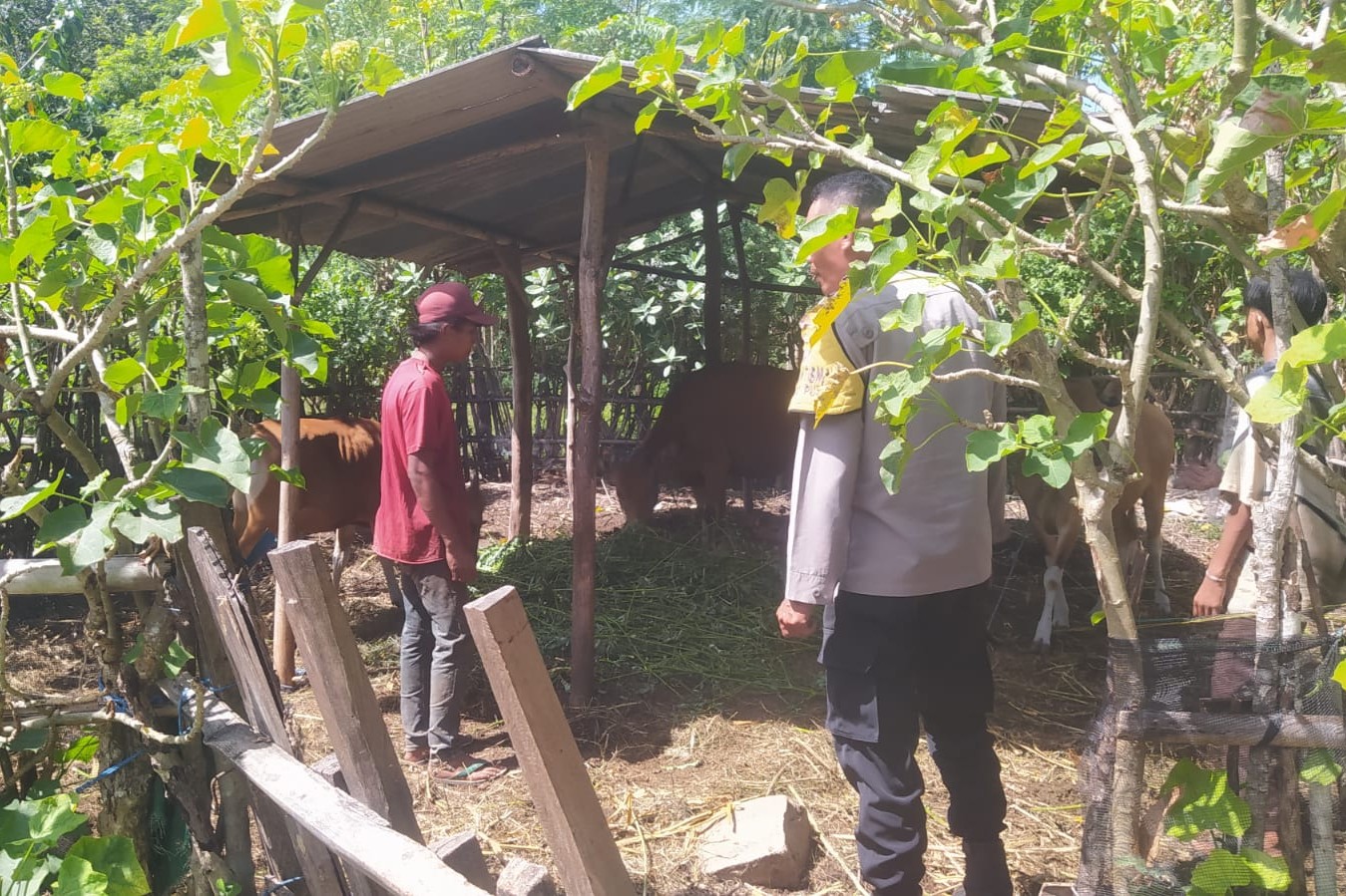 Polri Dukung Ketahanan Pangan, Bhabinkamtibmas Sekotong Dampingi Peternak Sapi Lokal