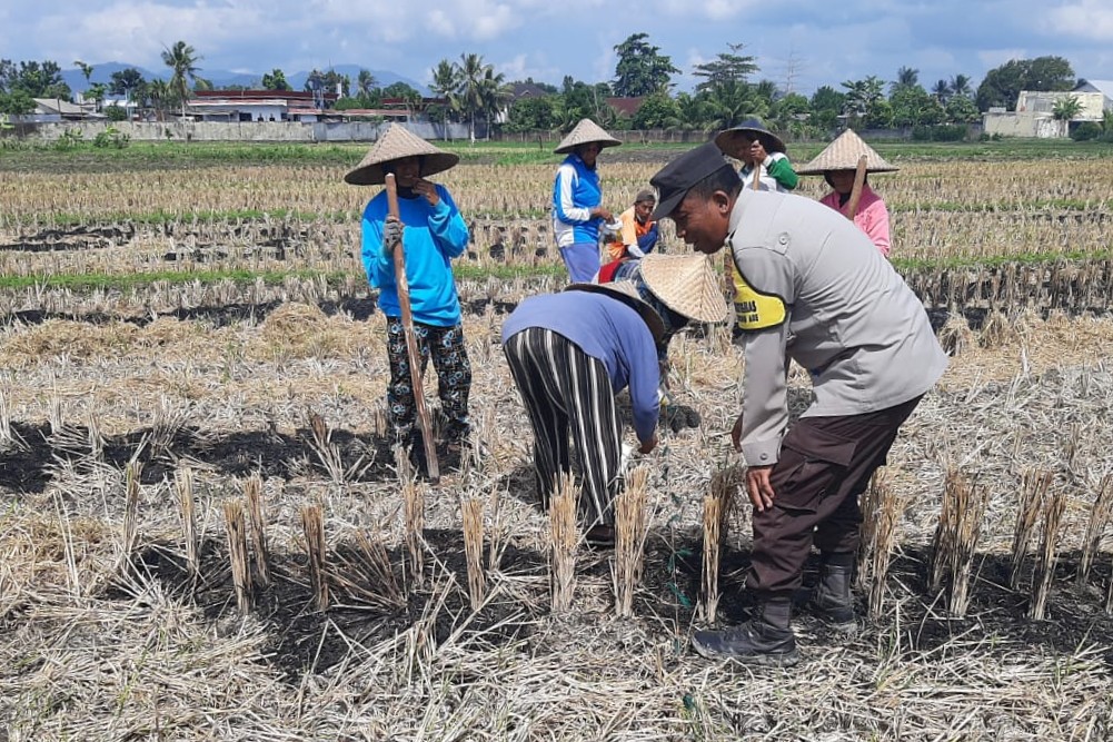 Polri Dukung Swasembada Pangan, Bhabinkamtibmas Montong Are Gandeng Petani Tingkatkan Ketahanan Pangan Nasional