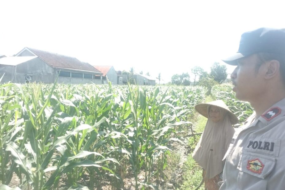 Polri dan Petani Labuapi Bersinergi, Perkuat Ketahanan Pangan Nasional Melalui Optimalisasi Lahan Kosong
