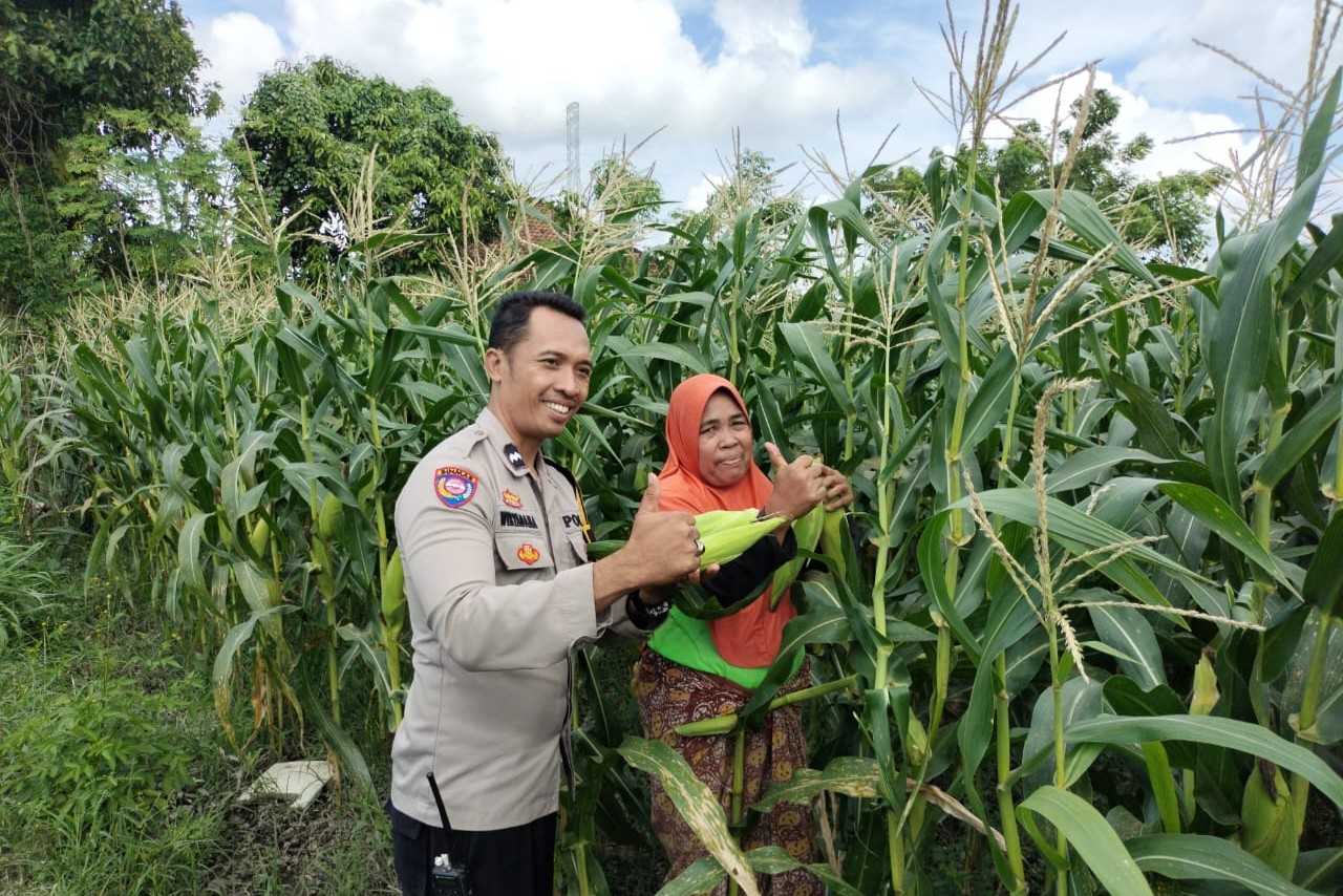 Sinergi Polri dan Petani Dorong Ketahanan Pangan di Desa Labuapi