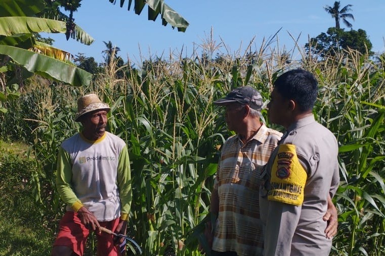 Bhabinkamtibmas Banyumulek Kawal Ketahanan Pangan di Lombok Barat, Jagung Jadi Andalan!