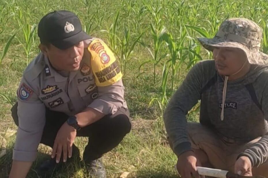 Bhabinkamtibmas Karang Bongkot Dukung Petani Jagung Manis Eksotik Lombok Barat