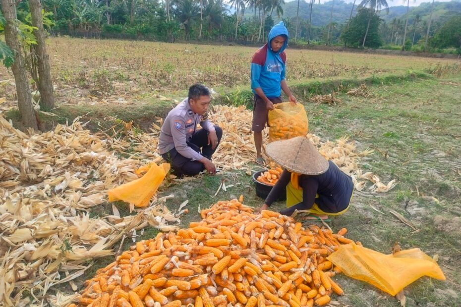 Jalin Silaturahmi, Bhabinkamtibmas Lembar Dukung Petani Jagung di Eyat Mayang