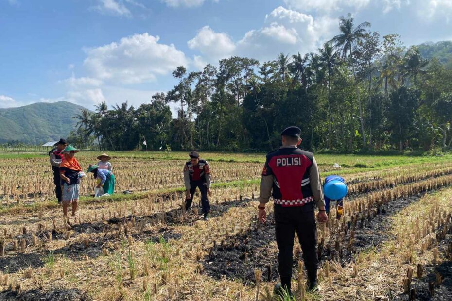 Polres Lombok Barat Dampingi Petani Jagung Desa Kebon Ayu untuk Ketahanan Pangan