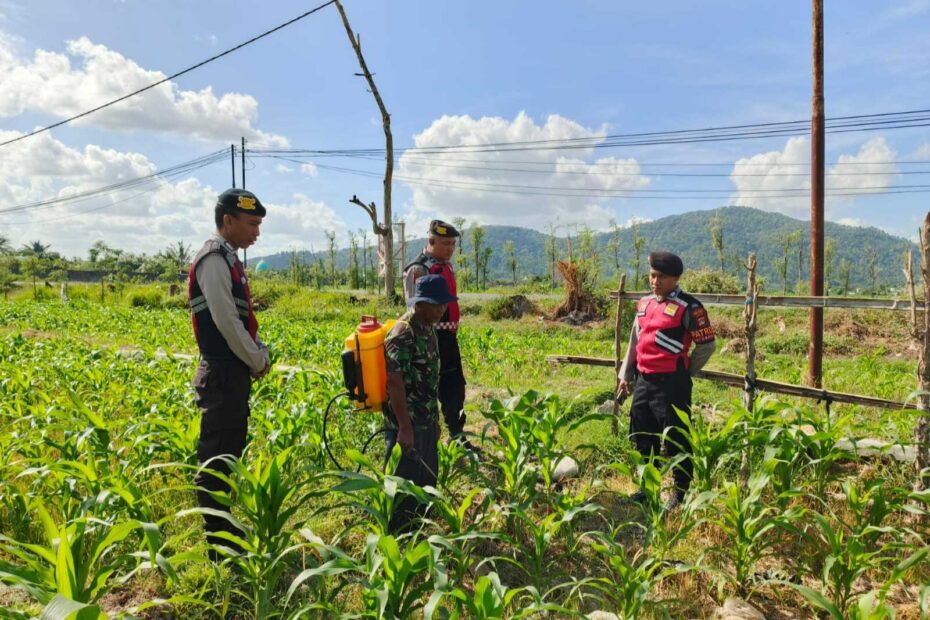 Polres Lombok Barat Dukung Petani Jagung di Desa Dasan Geres