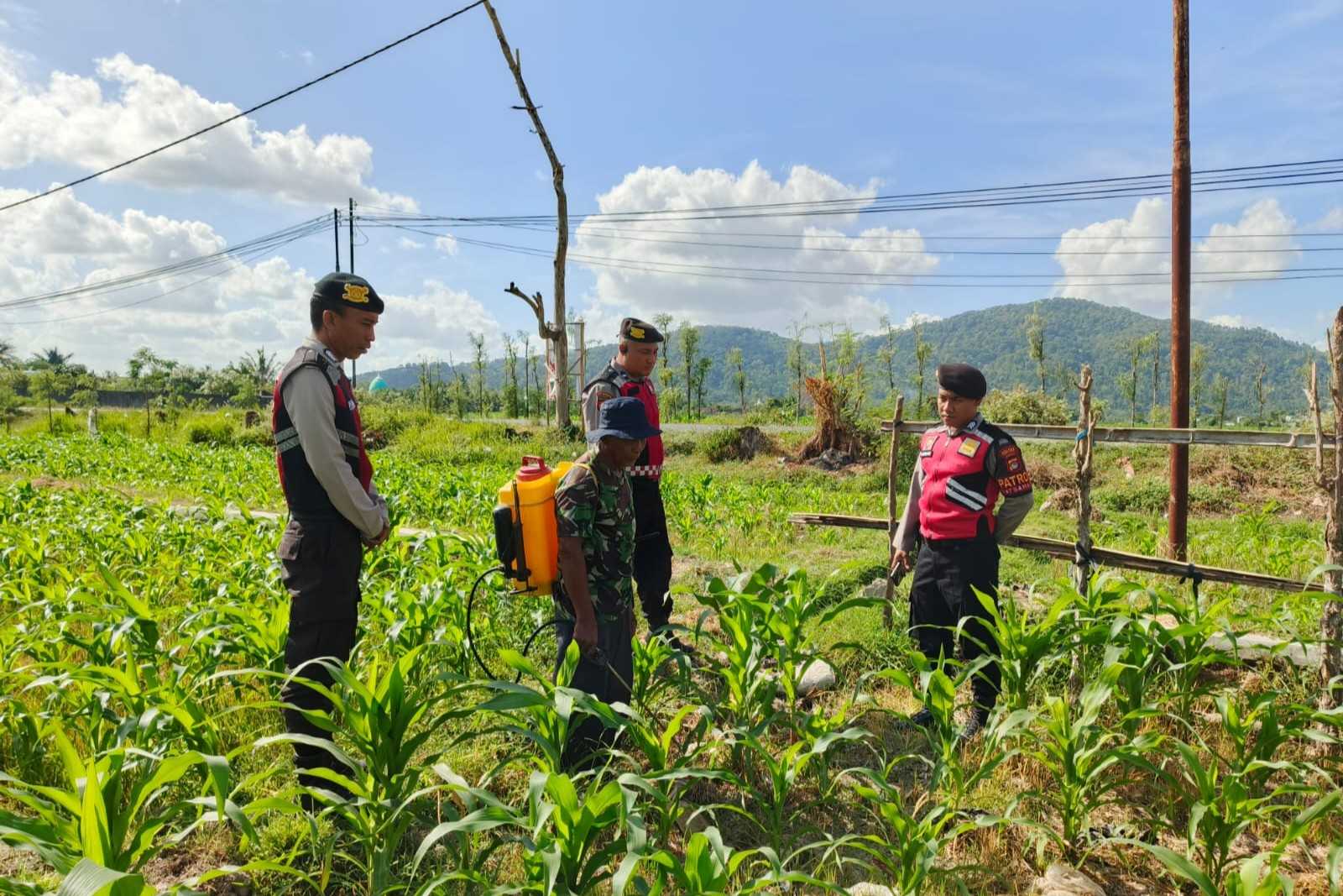 Polres Lombok Barat Dukung Petani Jagung di Desa Dasan Geres