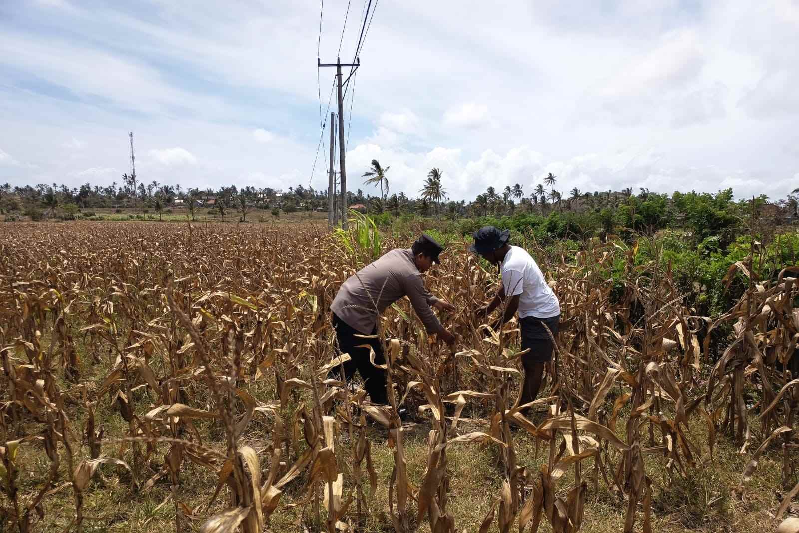 Polri Dampingi Petani Kedaro: Sinergi Ketahanan Pangan di Lombok Barat