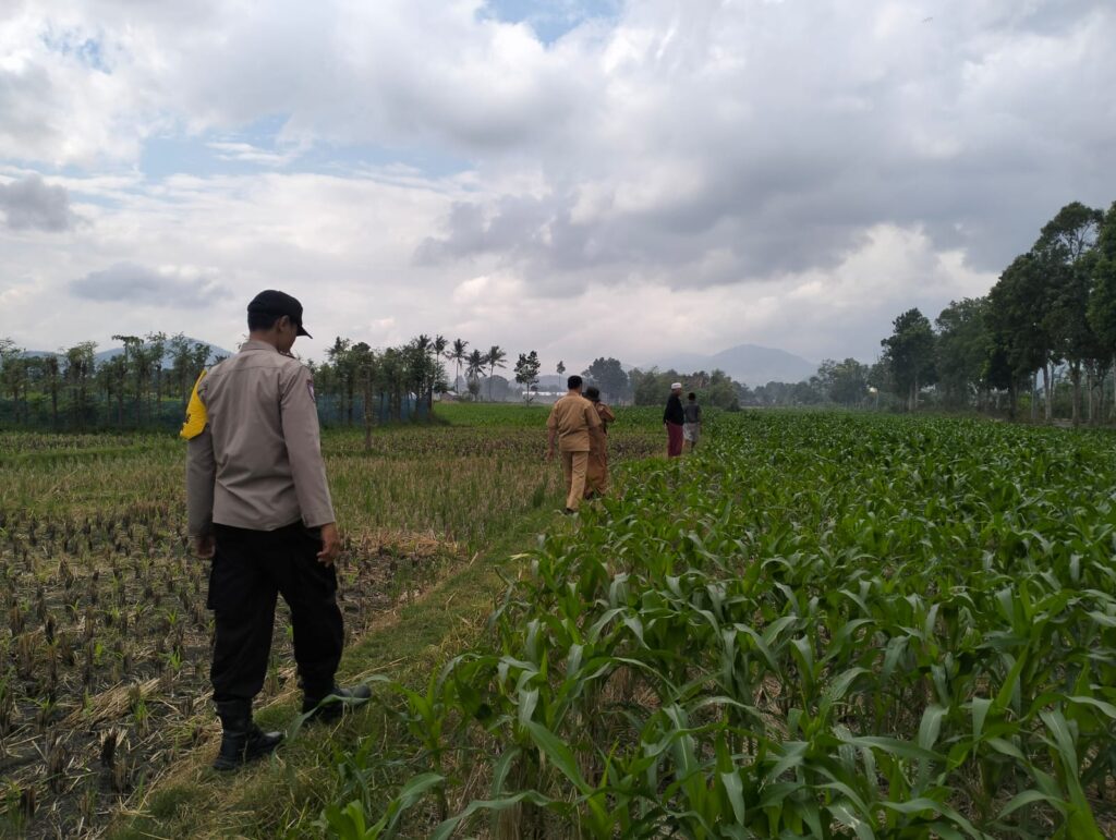 Polsek Kediri Bersama Bhabinkamtibmas dan PPL Pertanian Tingkatkan Ketahanan Pangan Melalui Gerakan Penyemprotan Jagung