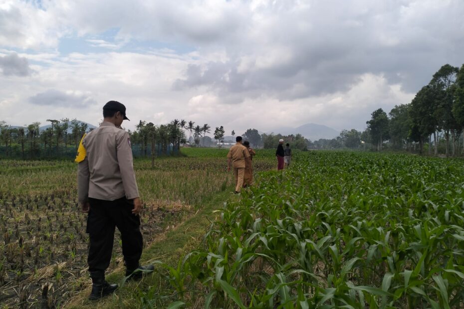 Polsek Kediri Bersama Bhabinkamtibmas dan PPL Pertanian Tingkatkan Ketahanan Pangan Melalui Gerakan Penyemprotan Jagung