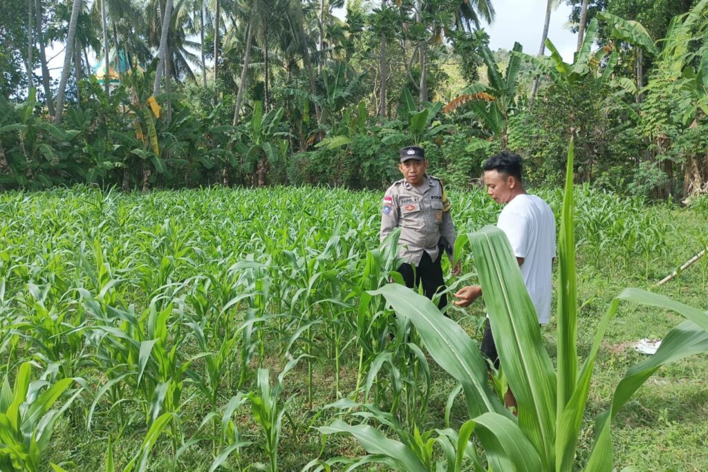 Bhabinkamtibmas Dampingi Petani Jagung di Dusun Sayong Baru, Wujudkan Ketahanan Pangan