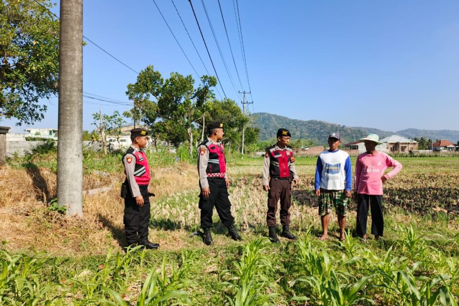 Polres Lombok Barat Dampingi Petani Jagung di Mesanggok Demi Swasembada Pangan