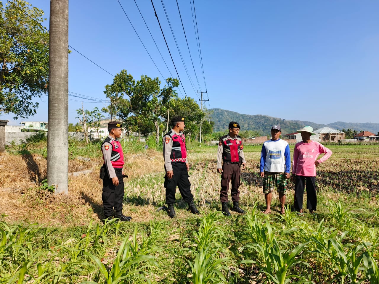 Polres Lombok Barat Dampingi Petani Jagung di Mesanggok Demi Swasembada Pangan