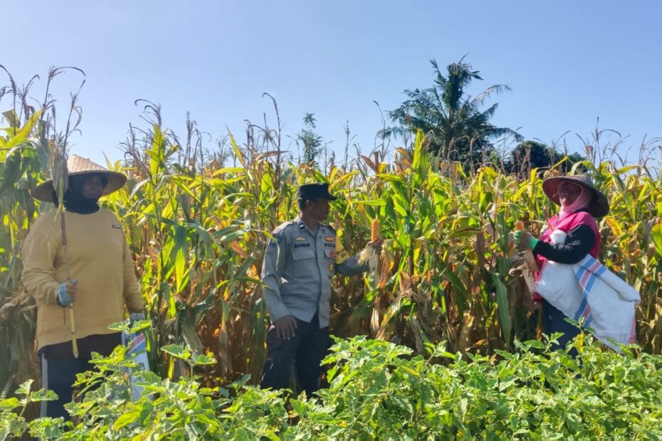 Bhabinkamtibmas Desa Beleka Dampingi Panen Jagung, Jaga Harga dan Keamanan