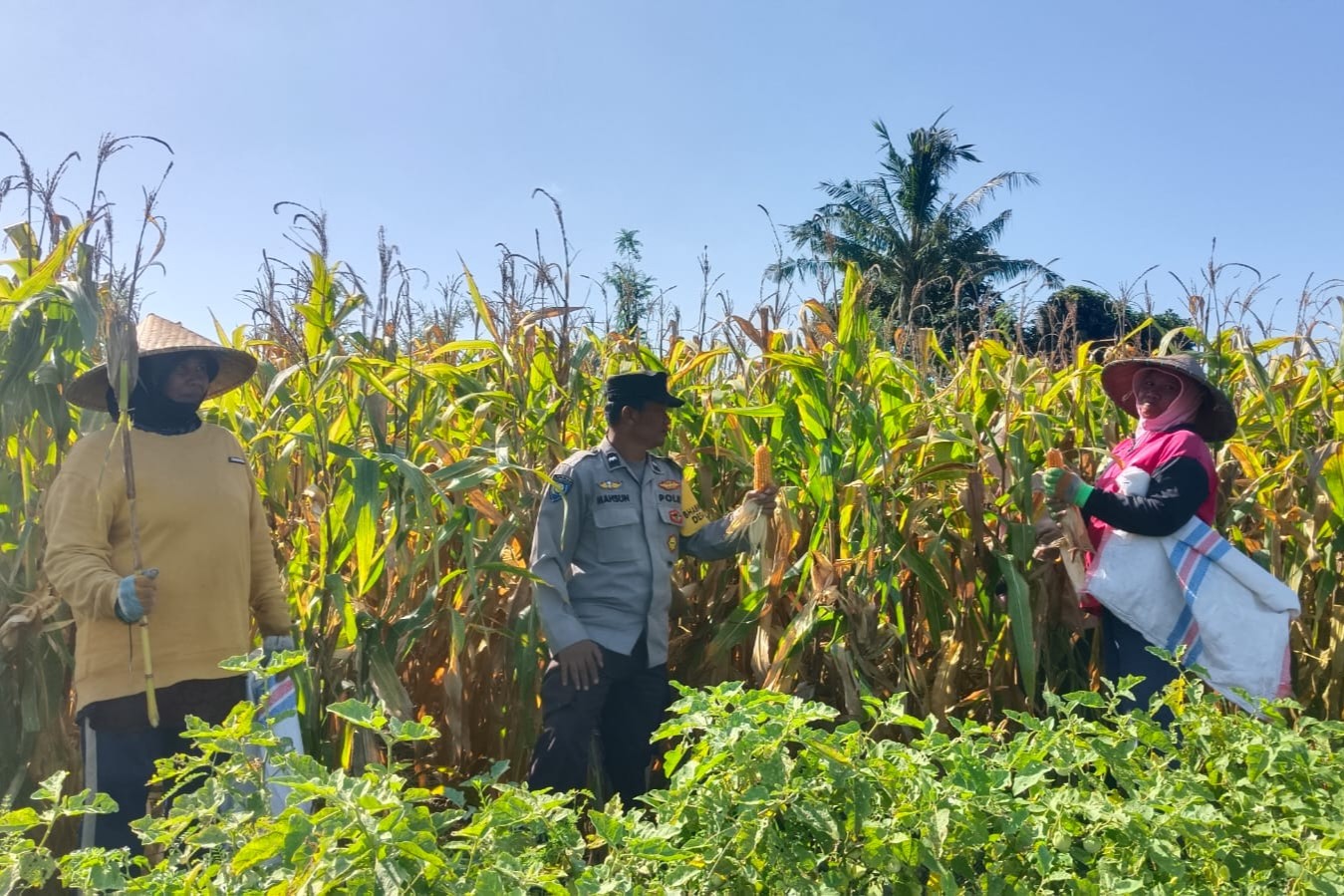 Bhabinkamtibmas Desa Beleka Dampingi Panen Jagung, Jaga Harga dan Keamanan