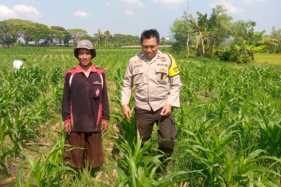 Jaga Ketahanan Pangan, Bhabinkamtibmas Kuripan Ajak Petani Manfaatkan Lahan Produktif