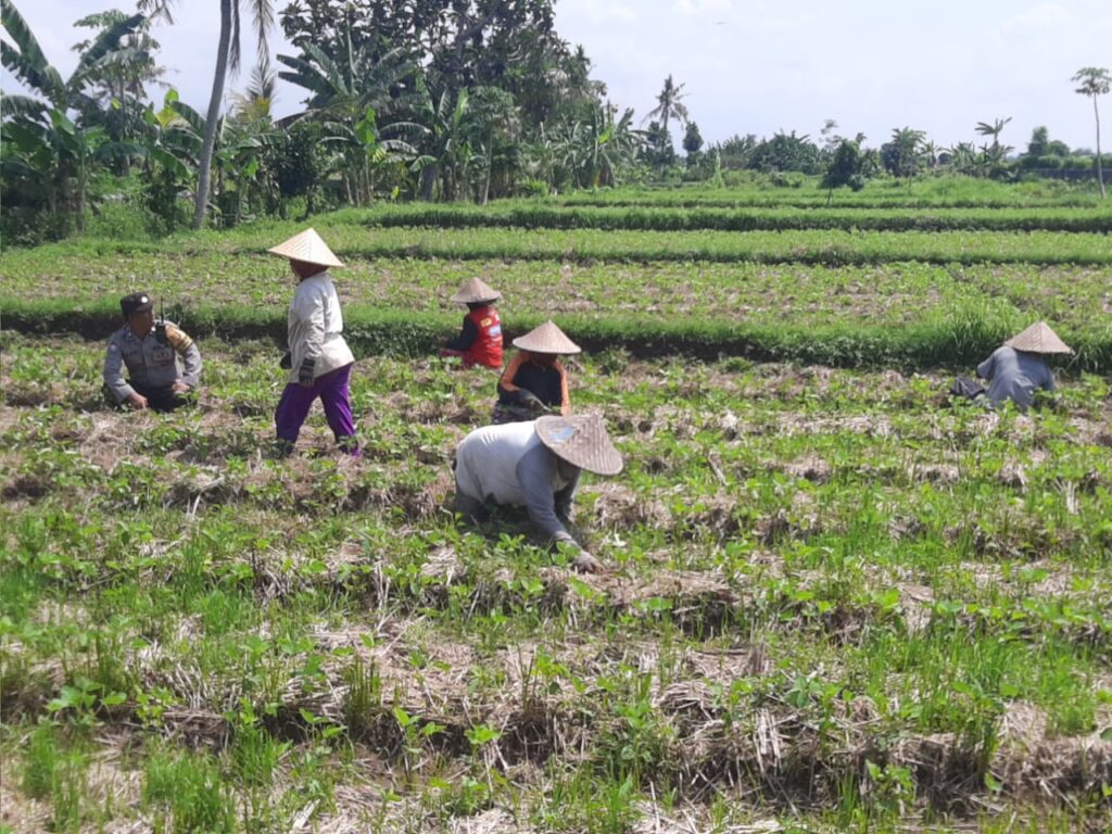 Kapolsek Kediri Iptu Pulung Anggara Surya Putra Mendorong Ketahanan Pangan Nasional Melalui Sinergi dengan Petani