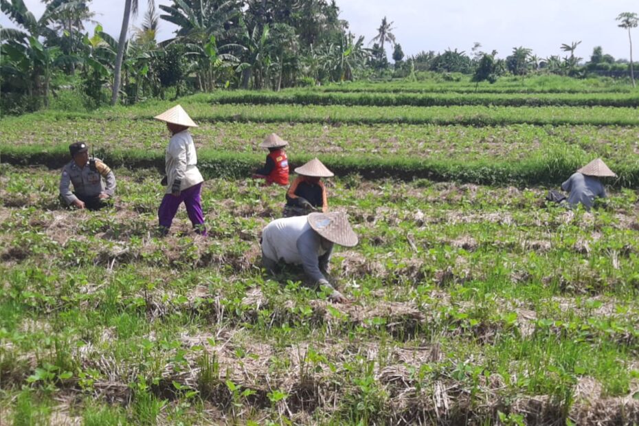 Kapolsek Kediri Iptu Pulung Anggara Surya Putra Mendorong Ketahanan Pangan Nasional Melalui Sinergi dengan Petani