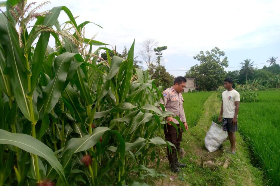 Polsek Kuripan Galakkan Program Ketahanan Pangan di Dusun Adeng, Lombok Barat