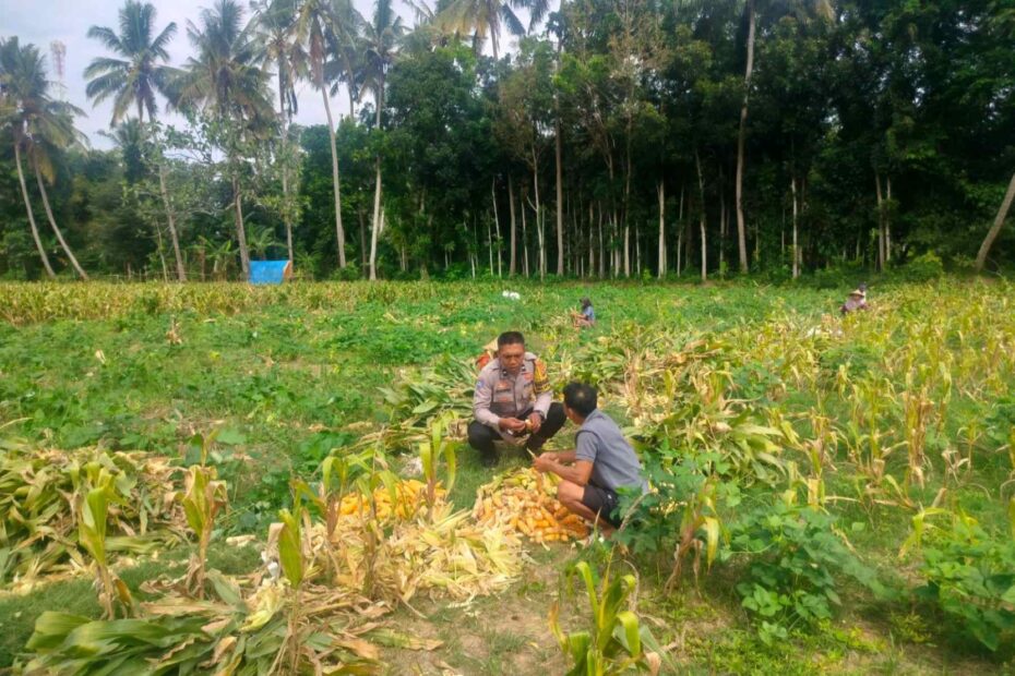 Polsek Lembar Dukung Ketahanan Pangan Lewat Pendampingan Petani Desa Eyat Mayang