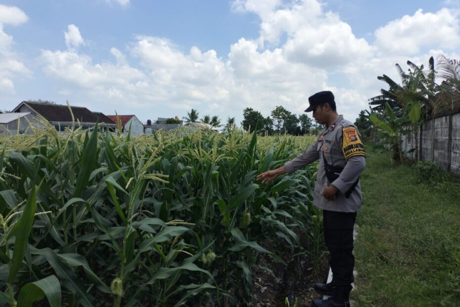 Sinergi Polri dan Petani Labuapi Perkuat Program Swasembada Pangan Desa