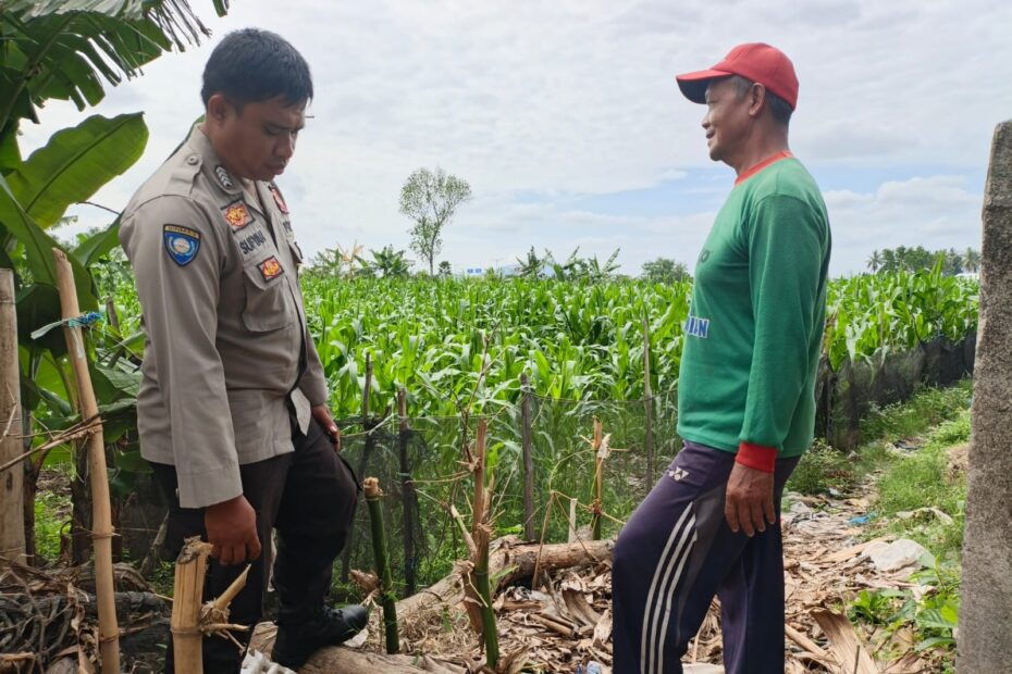 Sinergi Polsek Kediri dan Petani Banyumulek untuk Wujudkan Kemandirian Pangan