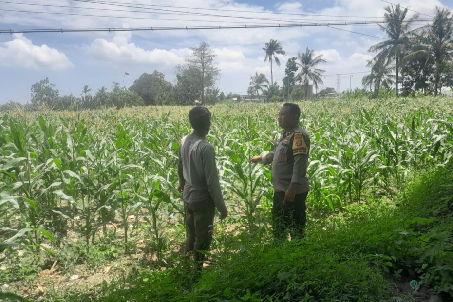 Polsek Labuapi Ajak Warga Dusun Jogot Tanam Cabai, Terong, dan Tomat di Pekarangan