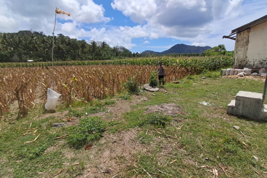 Polsek Sekotong Kawal Persiapan Panen Jagung di Dusun Gebang Tebel, Desa Pelangan