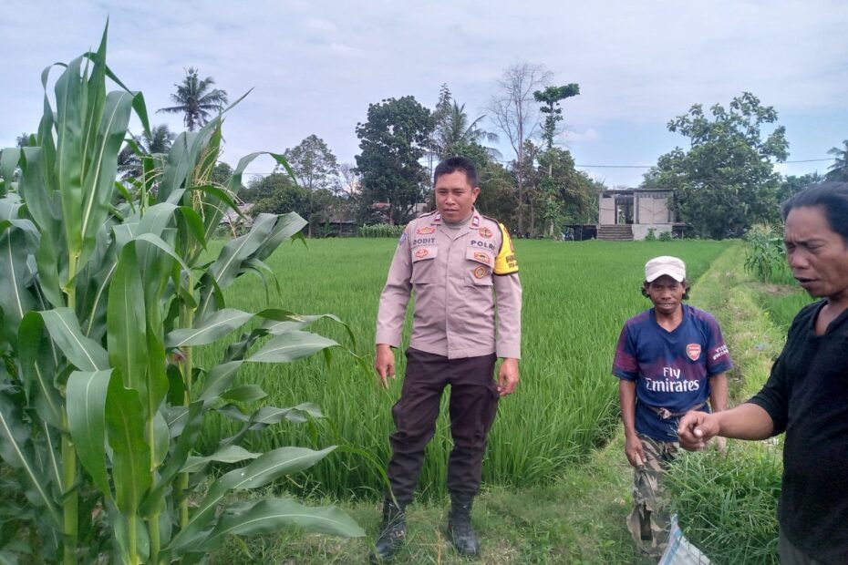Sinergi Polisi dan Warga Kuripan, Lahan Pekarangan Jadi Sumber Pangan Mandiri