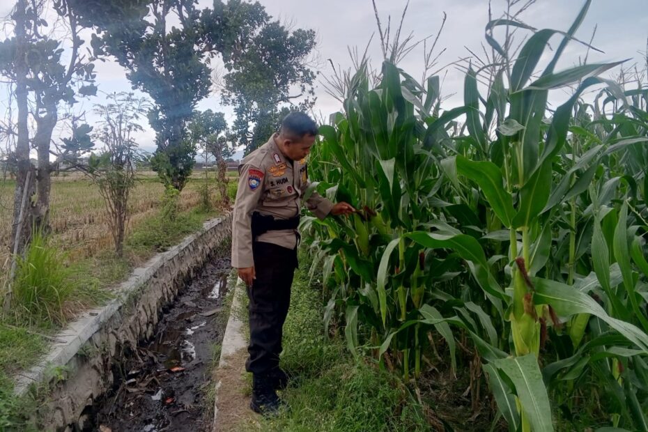 Polri Dorong Swasembada Pangan di Desa Terong Tawah, Labuapi Lombok Barat