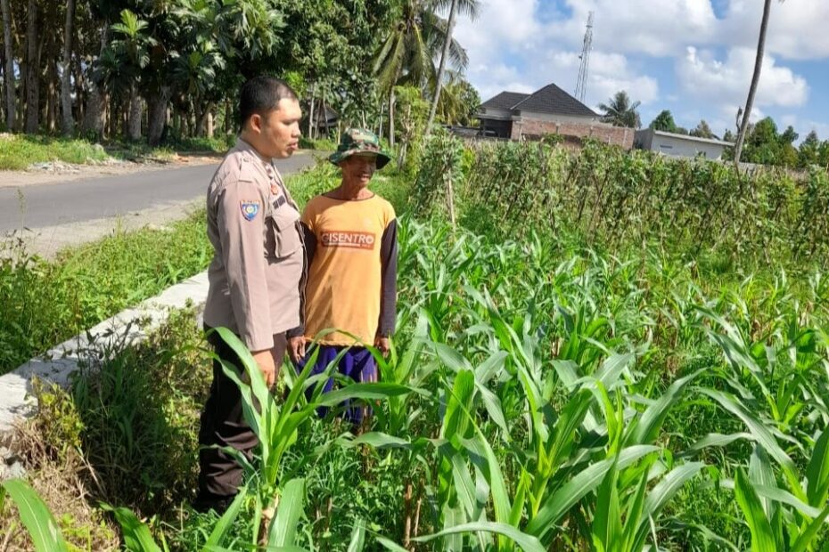 Polsek Kediri Dukung Petani Jagung Gelogor Jaga Produktivitas Panen