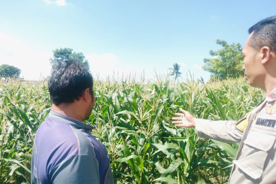 Bhabinkamtibmas Labuapi Ajak Warga Manfaatkan Lahan Kosong untuk Ketahanan Pangan
