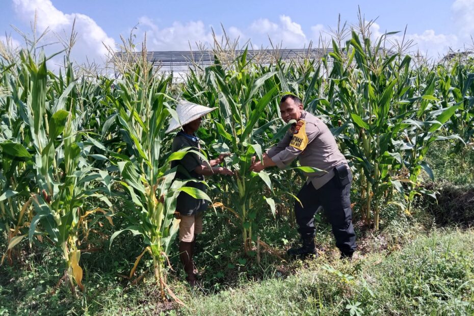 Polsek Labuapi Gencarkan Program Pangan Mandiri di Dusun Jerneng, Lombok Barat