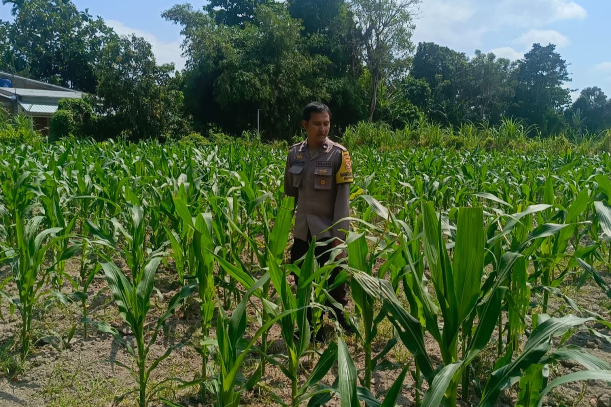 Polsek Labuapi Dorong Ketahanan Pangan Lewat Pemanfaatan Lahan Warga Desa Perampuan