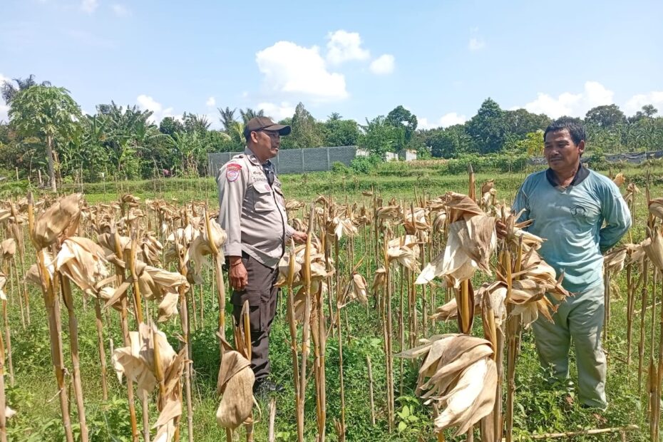 Bhabinkamtibmas Merembu Dorong Diversifikasi Pangan Warga Dusun Tangkeban