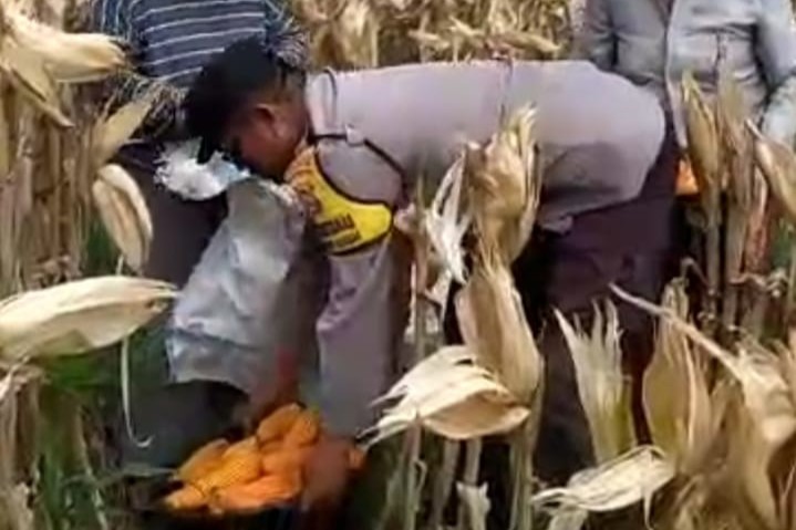 Dukung Ketahanan Pangan, Polisi Sambangi Petani Jagung di Desa Jembatan Kembar