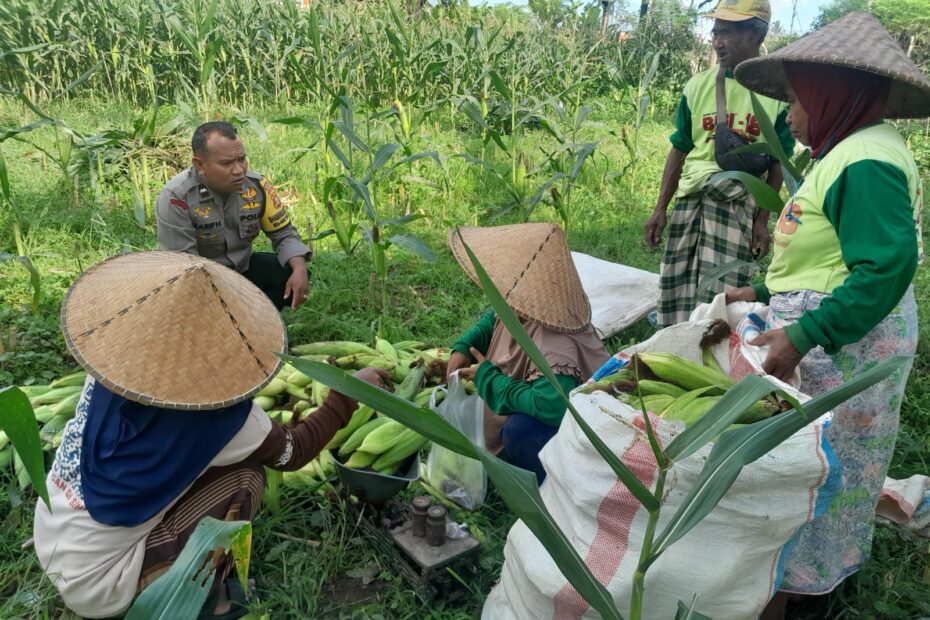 Polsek Labuapi Dampingi Panen Jagung Warga Dusun Jerneng, Perkuat Ketahanan Pangan