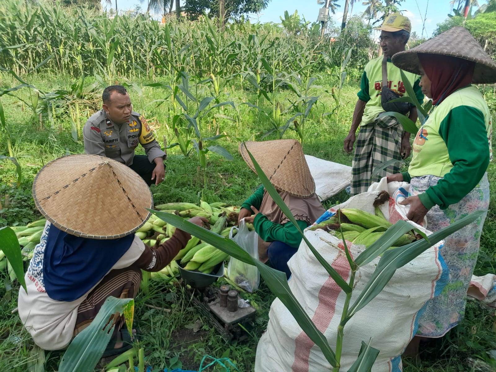Polsek Labuapi Dampingi Panen Jagung Warga Dusun Jerneng, Perkuat Ketahanan Pangan