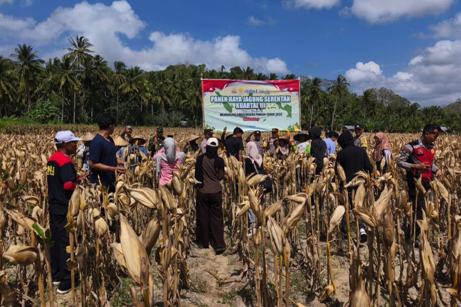 Polsek Sekotong Gelar Panen Raya Jagung di Desa Pelangan Dukung Swasembada Pangan 2025
