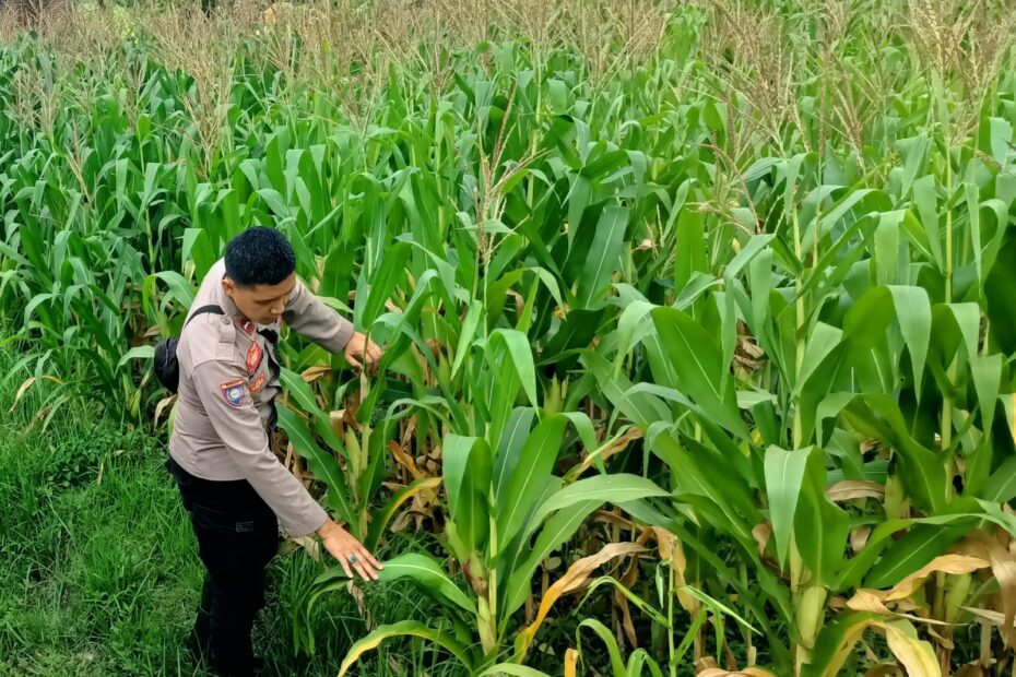 Polsek Kuripan Dukung Petani Jagung Tunggulawang Perkuat Ekonomi Desa
