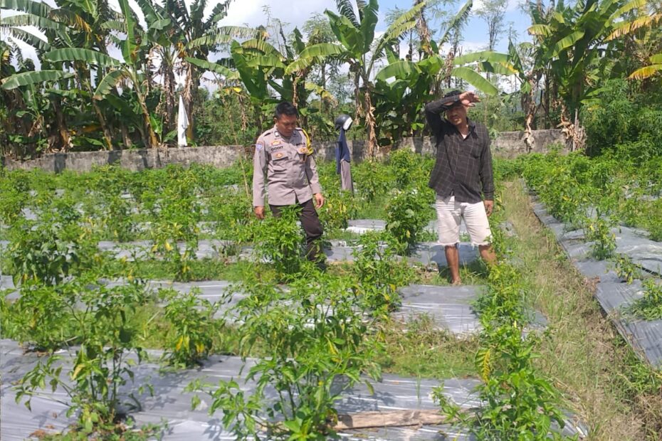 Polri Hadir Dukung Kemandirian Pangan Warga di Desa Jagaraga, Kuripan