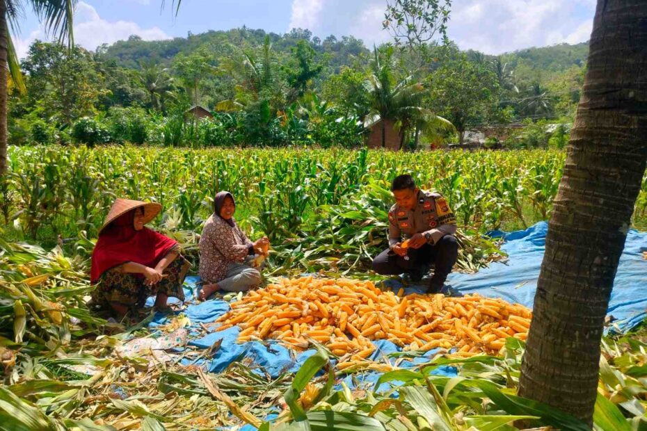 Sinergi Polri dan Petani Eyat Mayang: Dorong Produktivitas Jagung di Lembar, Lombok Barat